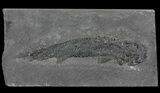 Devonian Lobed-Fin Fish (Osteolepis) - Scotland #64736-1